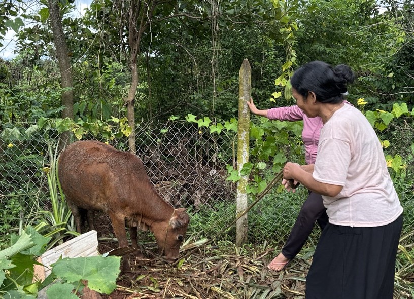 Hội Cựu chiến binh xã Cư Suê phát huy hiệu quả công tác quản lý, sử dụng nguồn vốn vay ủy thác Ngân hàng Chính sách xã hội